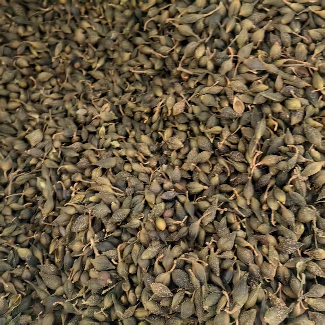 Forsythia Fruit Powder Lian Qiao Fine Ground Herbal Powder for Traditional Decoctions and Blends 500g specifications