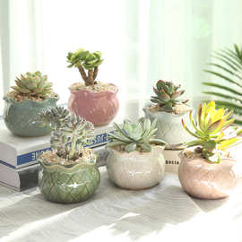 多肉花盆陶瓷大号透气创意室内肉肉植物小花盆批发大口径