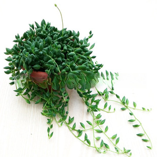 ���l����ֲ������������m������m ���˜I���~���m���~���� ���m