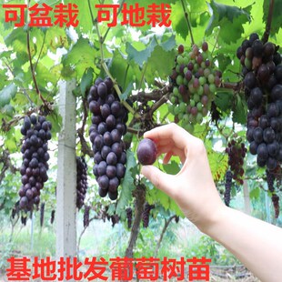 Grapevine Sunshine Rose Grape Seedlings Fruit Seedlings Sapphire North and South Planting Climbing Vine Kyoho Grape Seedlings