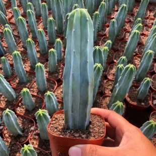������  ����ľ����������������ƶ���ֲ���