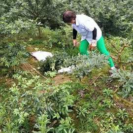 重庆青花椒麻椒九叶青干青椒提香增麻