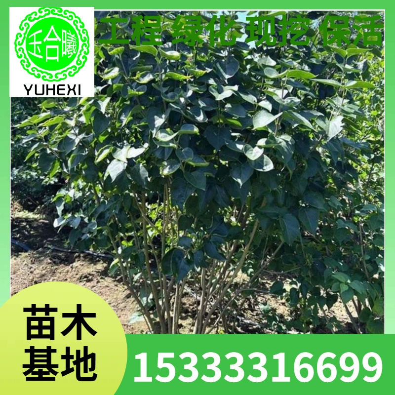 Цветы сирени, четырехсезонная сирень, малолистная сирень, украшение для вилл, цветы в горшках, рассада сирени в чашках