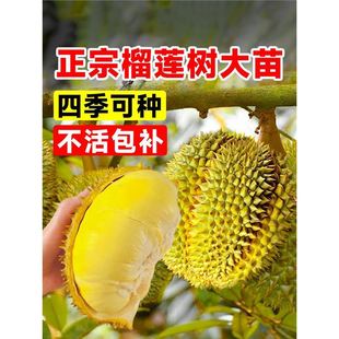 ������ɏ������ϱ����ļ��Nֲ�V���޽�؈ɽ����������Ԯ���Y��