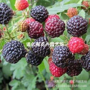 Ұ������������\�a�r�帲���ݮҰ��ݮ�辰���{ˮ���ݿ�ʳ���׷N