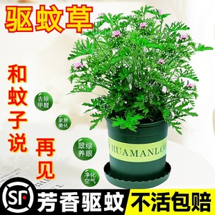 Mosquito Repellent Potted Plants, Outdoor and Indoor Green Plants, Mosquito Repellent Seeds, Courtyard Fragrant Leaves, Geranium Flowers, Anti-Mosquitoes