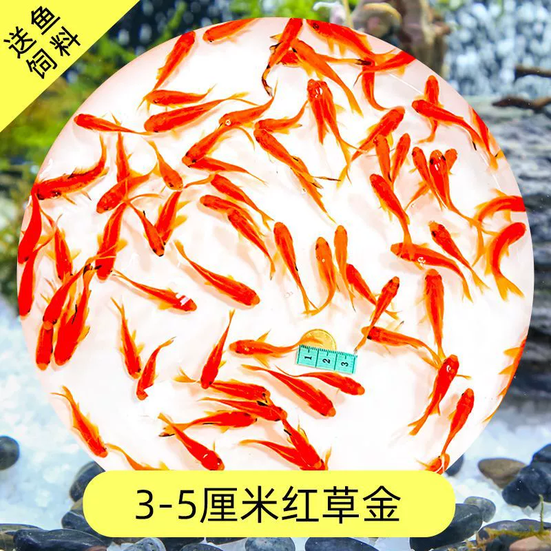 Read the galloping taboo 彂鍏 娲 娲 board