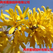 庭院绿化工程苗木连翘花树苗迎春花树苗黄花条金钟花黄老虎小苗