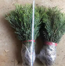 һlȰؘɰؘɰؘ猚ؘͥԺС