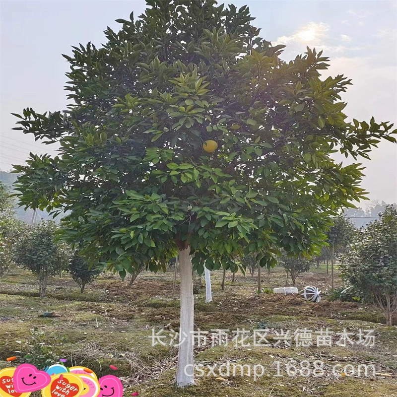 Оптовая продажа ароматных помело на основе фруктовых деревьев, красное сердце, три саженца красного медового помело, различные сорта, выгодные цены