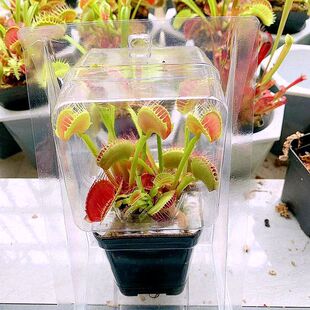 ʳ�xֲ�ﲶω�����ԾGֲ�S�{˹Ȥζƿ�Ӳ��i�\�����