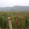 Base wholesale wolfberry Ningxia red wolfberry saplings 1-10 years of specifications complete specifications