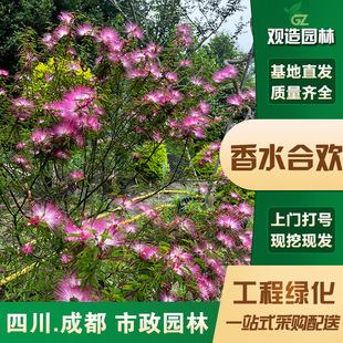 Perfume Acacia Saplings Sichuan Landscaping Sidewalk Courtyard Garden Fine Leaves Four-Season Flower Landscaping Flower Plants