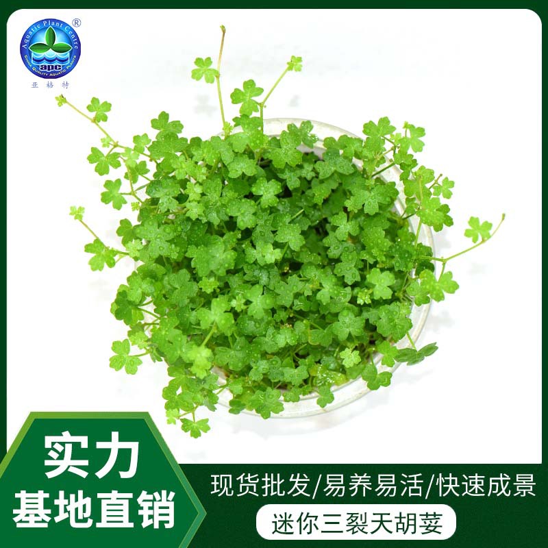 生态缸造景植物景观材料水草基地批发易养成活前景草三裂天胡荽