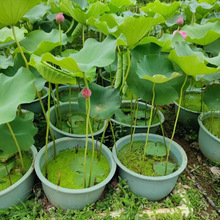 荷花水养盆栽碗莲苗带泥水培植物带花苞室外水池净化水质睡莲花