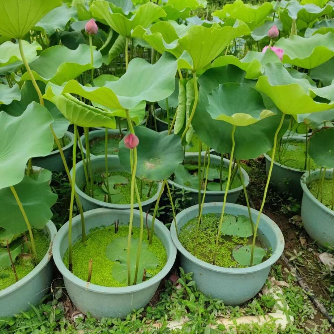 荷花水养盆栽碗莲苗带泥水培植物带花苞室外水池净化水质睡莲花