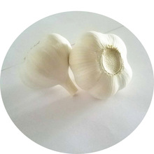 【山东新蒜头上市出口代加工】金乡红蒜白蒜杂交蒜头保鲜大蒜