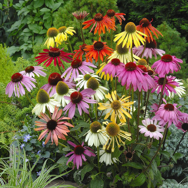 Semillas de flores, semillas de flores.