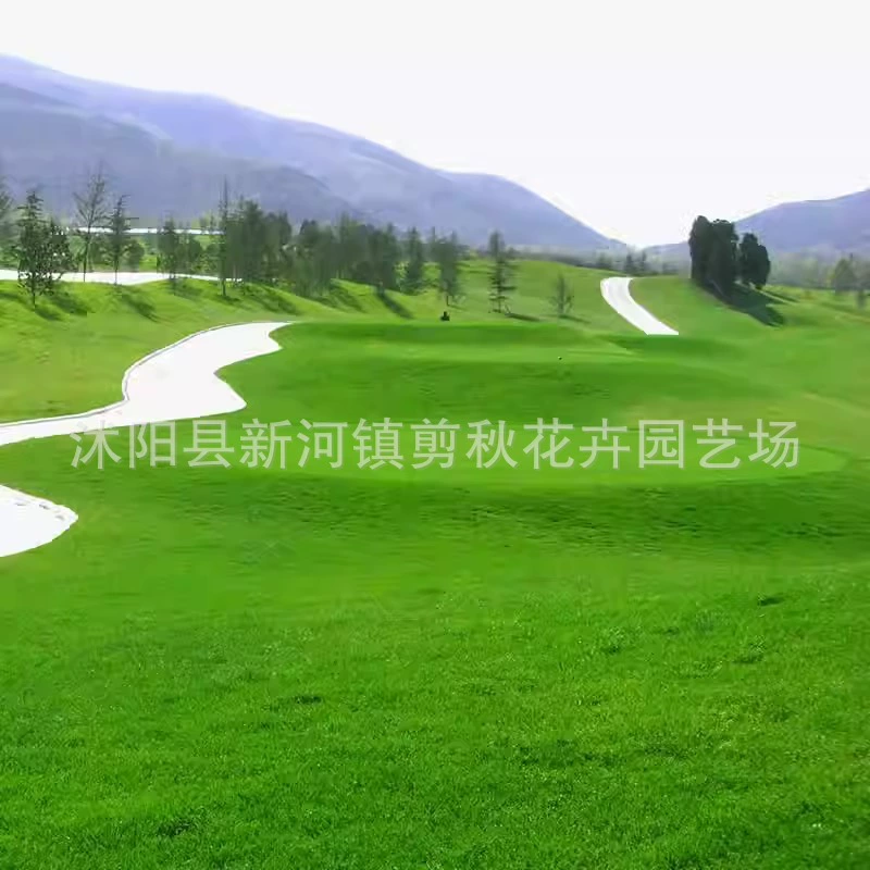 Слабая стрижка Семена травы Морозостойкий Трамплостойкий Карлик Без скашивания Гольф Вилла Двор Озеленение Семена травы