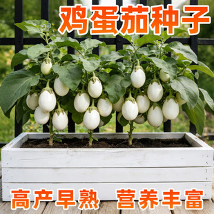 �u�����ѷN�ӹ�ɫ���׹��⼚ā�ڸ�ܛŴ�ˈ@���ﴺ�ﲥ�N�߲˷N��