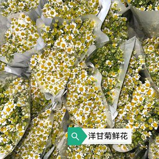 Chamomile Flower Bouquet with Extra Long Flowering Period Wedding Flower Shop Home Flowers Directly Supplied from Dounan Base, Yunnan
