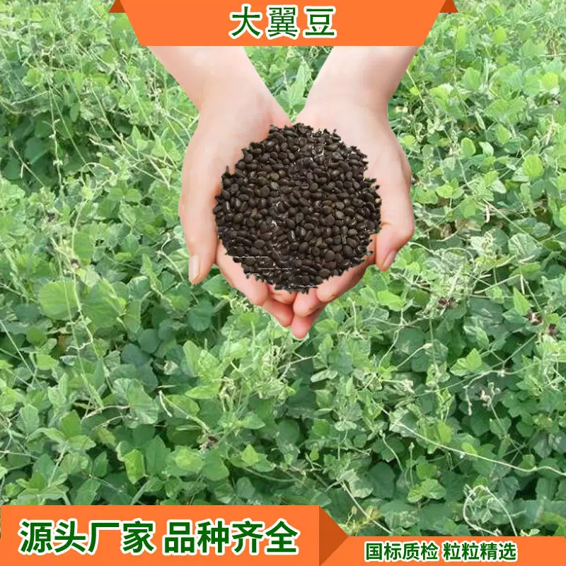 绿色系常绿生态草籽绿化护坡混播种子基地直供大翼豆灌木种籽供应