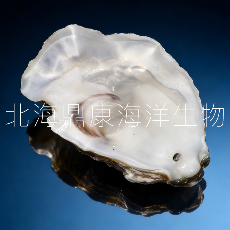 天然北海生蚝壳牡蛎壳上壳下壳锦鲤池鱼缸专用滤材