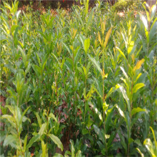 ʯֱllϱNֲƤʯԵdͥԺ