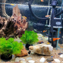 绿菊坨草增氧懒人球形水草一整套净化水质品厂家直销直发工厂