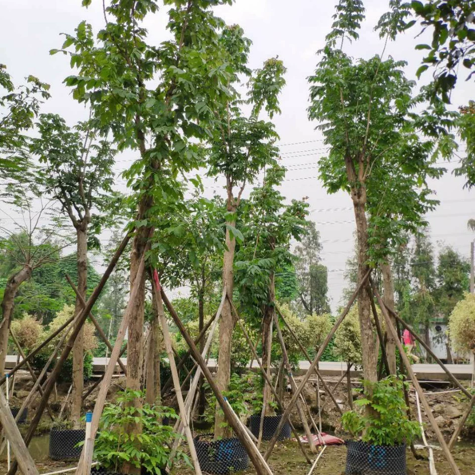 Поставка кошачьего хвоста 16-22 см искусственных саженцев зеленое дерево дерево дерево кошачий хвост дерево