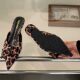 Low Heel French Style Baotou Half Slippers Women's Outer Wearing Shoes 2025 Spring and Summer New Satin Elegant Pointed Toe Sandals