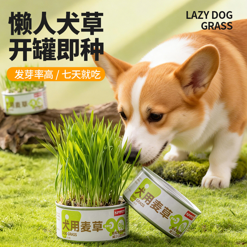 Caja de hierba de perro sin suelo plantación hidropónica semillas de trigo en maceta hierba de gato perezosa enlatada gato menta pet snack