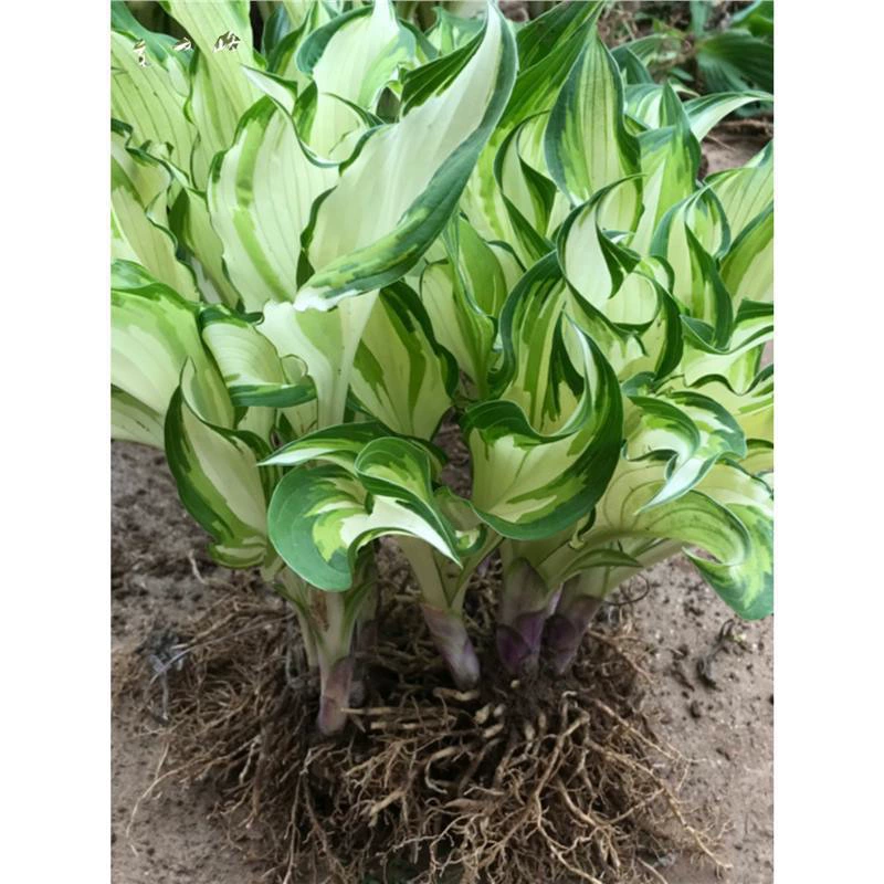 Крытковое растение, рассада хеуцеры, хеуцера в горшках, рассада зеленой хеуцеры, зеркало с крупными цветными листьями, теневыносливые растения для балкона.