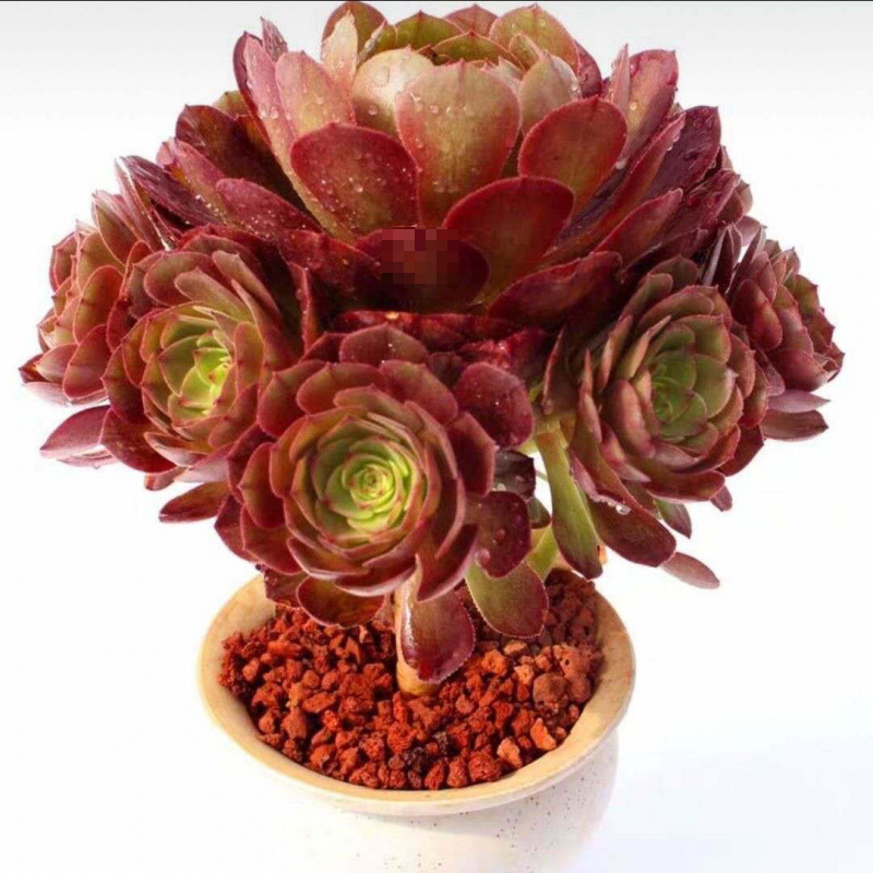 측면 새싹이 있는 할로윈 마스터 마스터 하이 15cm 원