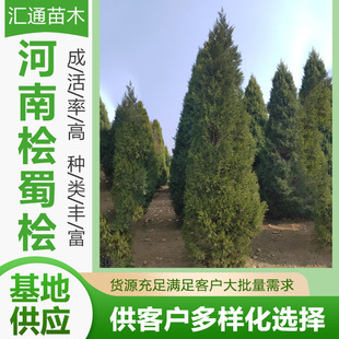 Henan Cypress and Platycladus 5— 7m Cypress Saplings, Platycladus Evergreen Landscape Trees, Street Trees, Henan Cypress