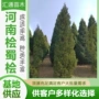 柏树行道树蜀桧