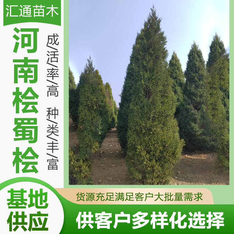河南桧蜀桧5—7米柏树树苗侧柏四季常青风景树行道树河南桧
