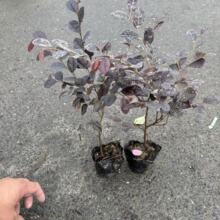 �t���^ľë���С��Ʒ��С���Ј@�־G�����^���@ͥԺ���R