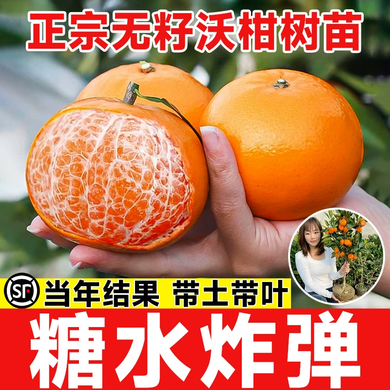 Аутентичные без씨 семена Wogan из Гуанси, саженцы Wogan, сахарные апельсиновые фруктовые деревья, апельсиновые и мандариновые растения в горшках.