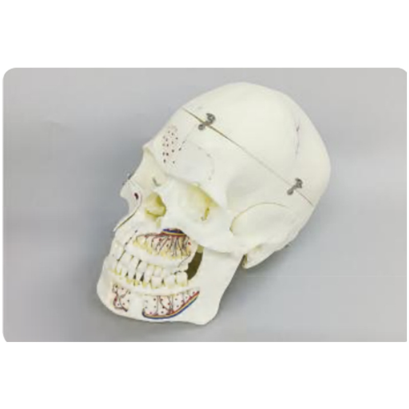Modelo de simulación dental simple de modelo de práctica de enseñanza oral tipo reposacabezas modelo de cabeza simple de sujeción de mesa modelo de simulación de cabeza image 12