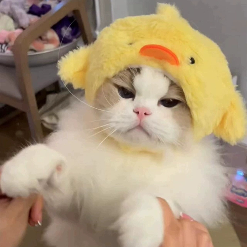 宠物狗狗比熊泰迪网红头套可爱变装小猪帽子猫咪可爱拍照头饰秋冬|undefined
