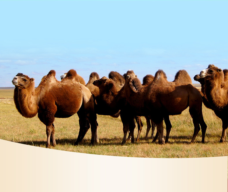驼可汗详情页_06