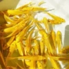 4 golden koi 5-7 cm