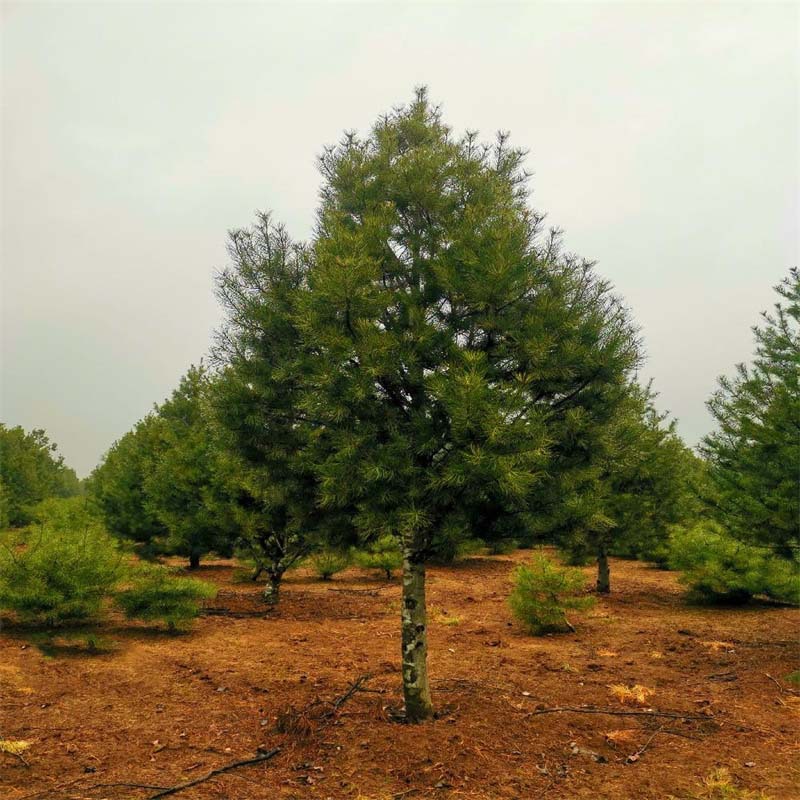 【基地批发】 量大优惠白皮松景松 绿化工程松树批发规格齐全-阿里巴巴