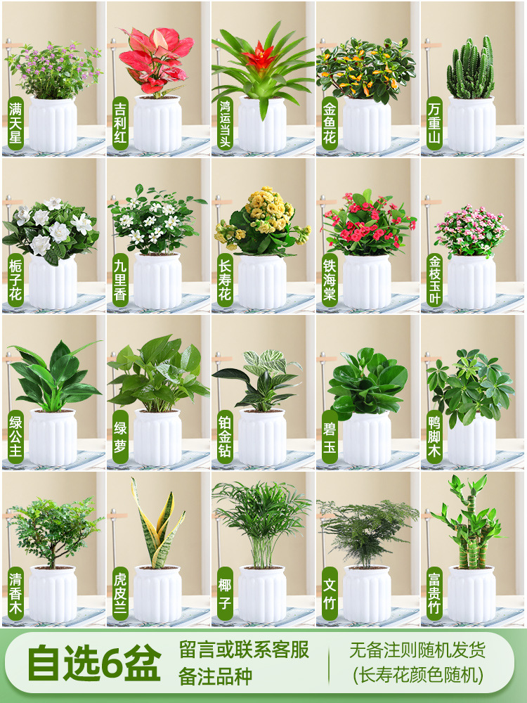 [선택한 녹색 식물과 꽃 화분 6개] 품종 비고