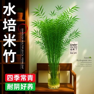 ����ˮ��ֲ�������ˮֲ��ֱ�l�ͺ��G�k�������[�ļ�����