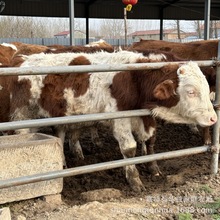 �����Rţ�Bֳ������ţ�����T������ţ������С��ţ��ֳСĸţ