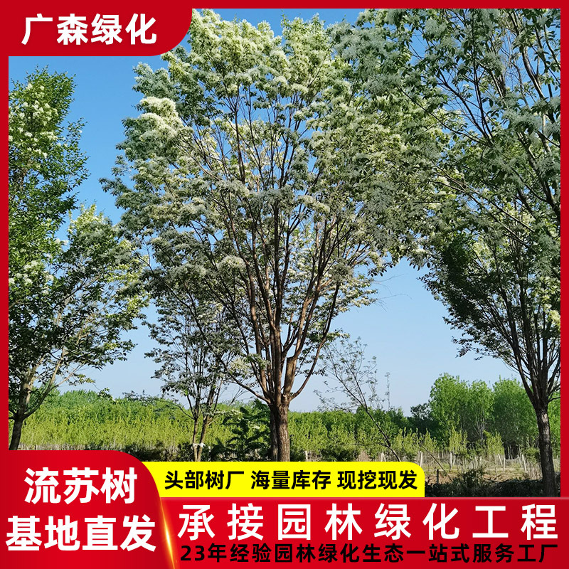 大型园林景观工程绿化施工  地载小苗流苏树苗木大树乔木基地供应