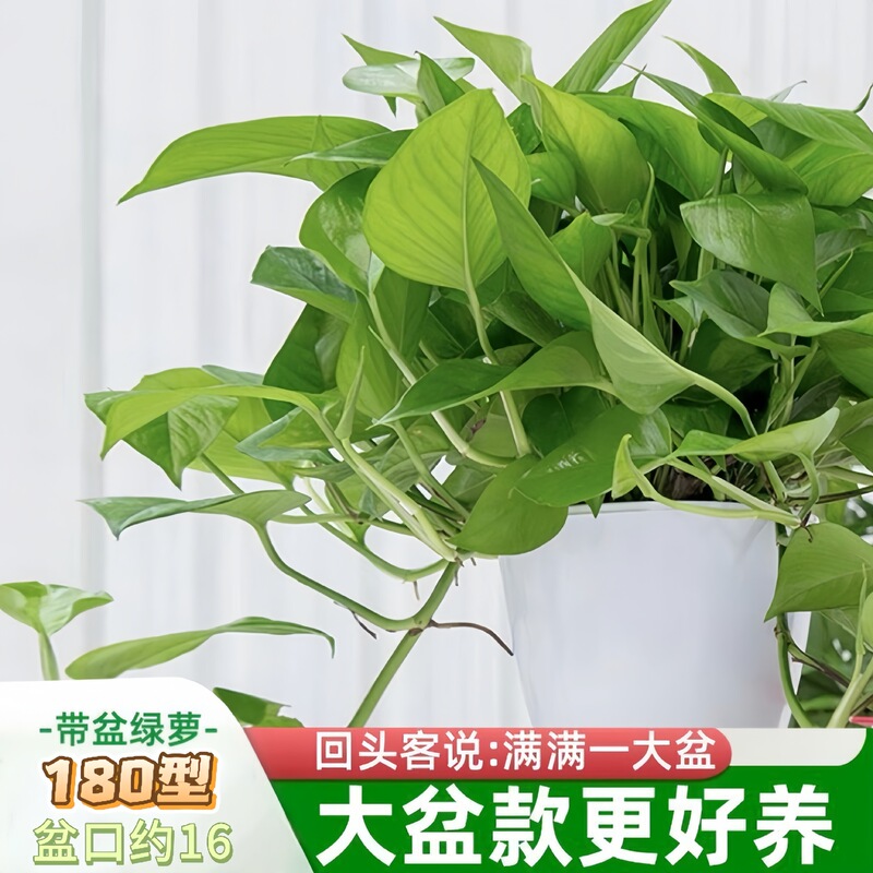 Green Radish Potted Green Plants, Indoor Plants, Good for Florals and Green Plants, Living Room Absorbs Formaldehyde, Purifies the Air, Soil Cultivates Green Baskets