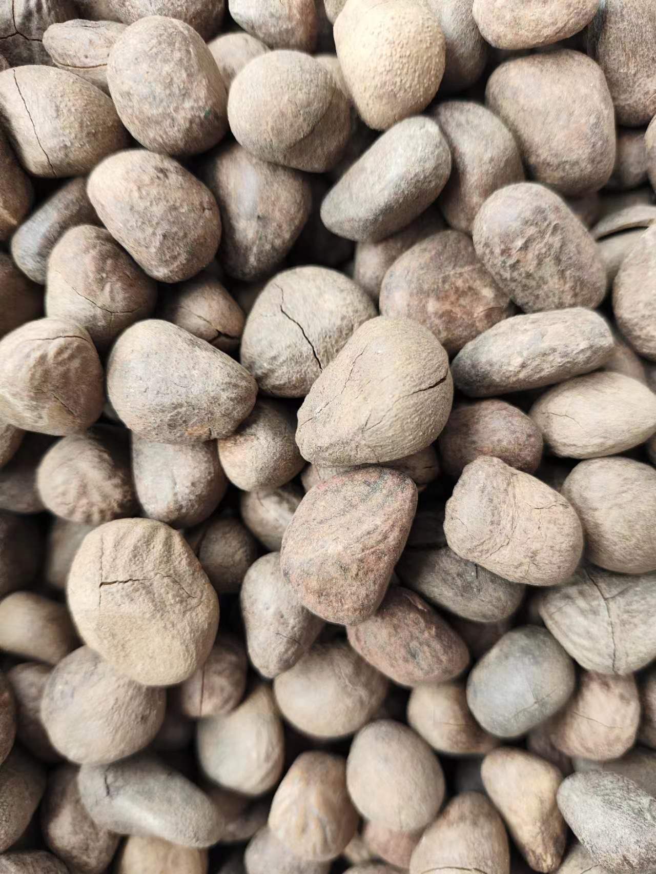Da Feng Zi (Hydnocarpus anthelminticus) — Dried Chaulmoogra Seeds, Traditional Herbal Material key features